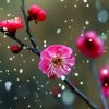 踏雪寻梅的头像