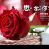 唯一的头像