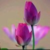 东方鸿雁的头像