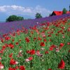 云的头像