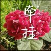 牵挂的头像