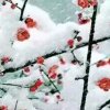 雪中梅的头像