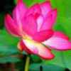 莲花的头像