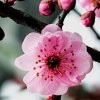 杨瑞芝的头像