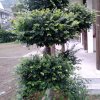 小雪的头像