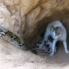 老狼的头像
