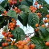 信封《暂停》 的头像