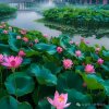 蓓俪芙养森的头像