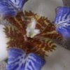 湘丝孟眉的头像