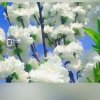 歌无忧的头像