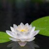 开心果的头像