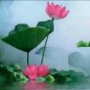人生就像一场梦的头像