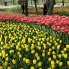 春暖花开的头像