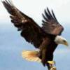 雄鹰飞翔的头像