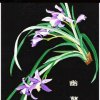 深谷幽兰~小号送花的头像