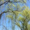 XinGe的头像