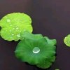 水滴的头像