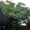 菊花的头像
