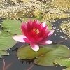 彼岸花开的头像
