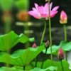 荷花之乡的头像