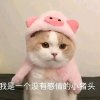 夜柏的头像