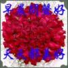 相知（金音贵族）的头像