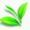 叶子的头像