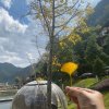 海上飞的头像