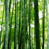 【薛家班】加梅的头像