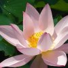 没爱的花的头像