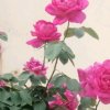 风吹花落又一梦o的头像