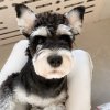 陈静雅雅的头像