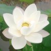 君的头像
