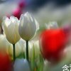 金平的头像