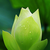 小菜园的头像