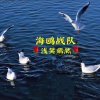 东方 梅花『浩东11徒』的头像