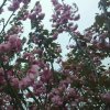 花仙子的头像