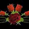 带刺的玫瑰的头像
