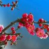 冬梅的头像