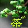 缘茶天下的头像