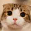  猫咪宝贝 的头像