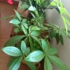 雨后彩虹的头像
