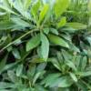 倩洛银的头像