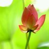 花儿退的头像
