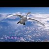 若愚（送花号）的头像