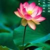 一生快乐的头像
