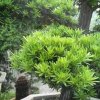 芳草的头像