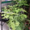海比天蓝的头像