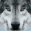 北方的狼的头像