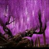 ✿ꦿ紫ꦿ藤࿐ོ的头像